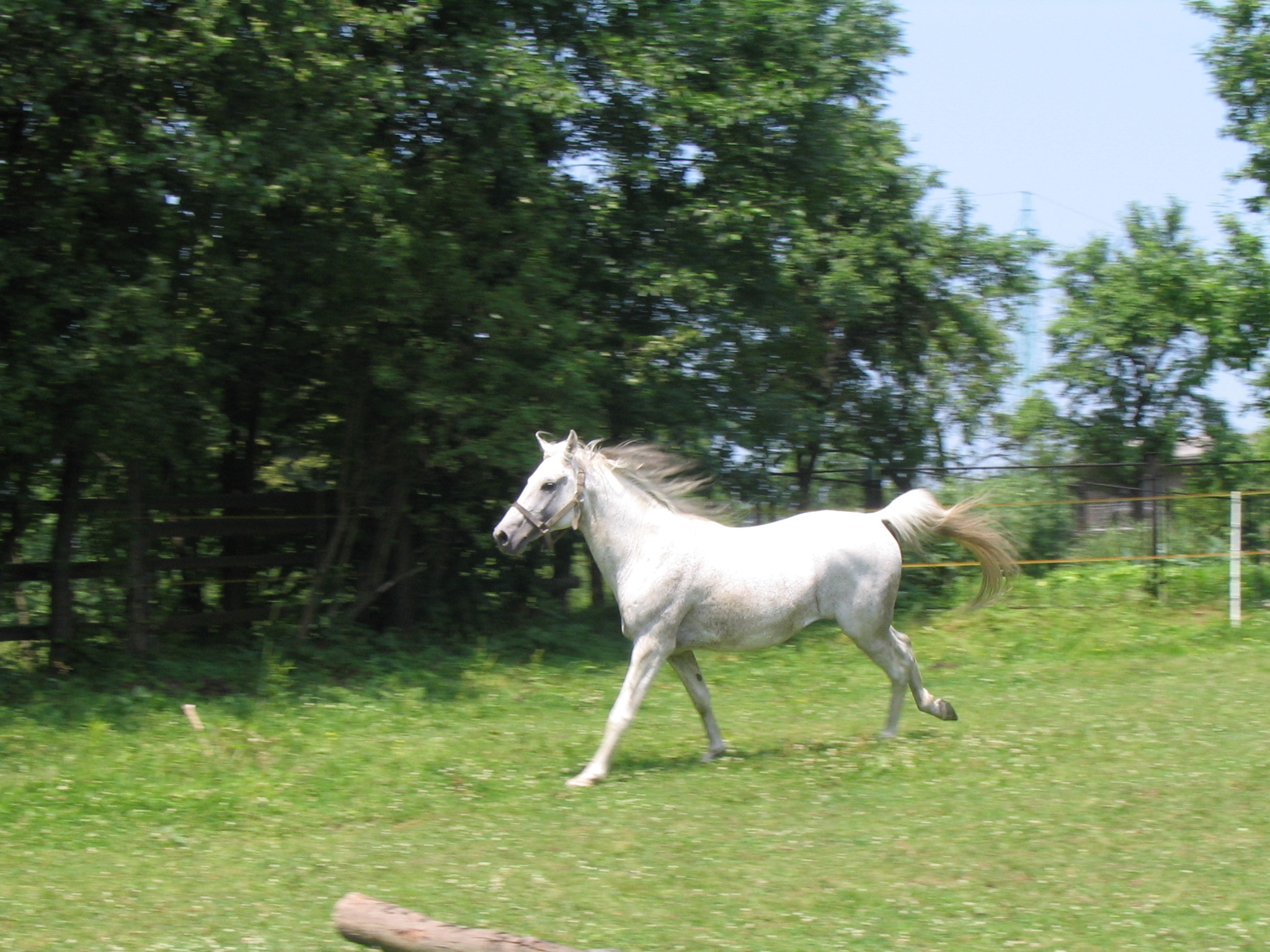 koně 041.jpg